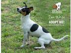 Adopt Wren a Tricolor (Tan/Brown & Black & White) Rat Terrier / Mixed dog in