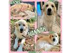 Adopt Hannah a White Great Pyrenees / Mixed dog in Grand Bay, AL (40846086)