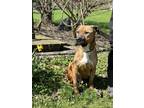 Adopt Titan a Tricolor (Tan/Brown & Black & White) Black Mouth Cur / American