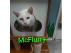 Adopt McFlurry a Domestic Shorthair / Mixed (short coat) cat in Rome