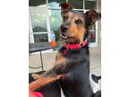 Adopt Eli a Black - with Brown, Red, Golden, Orange or Chestnut Norfolk Terrier