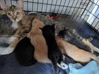 Adopt Angel & I have 5 kittens a Tortoiseshell American Shorthair (short coat)