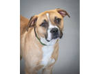 Adopt Tann a Tan/Yellow/Fawn Mixed Breed (Small) / Mixed Breed (Medium) / Mixed