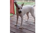 Adopt Kira a White - with Tan, Yellow or Fawn Jack Russell Terrier / Husky /