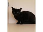 Adopt Canyon a All Black Domestic Shorthair / Mixed Breed (Medium) / Mixed