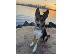 Adopt Dill a Tricolor (Tan/Brown & Black & White) Husky / Mutt / Mixed dog in