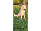 Adopt Emmitt a White Great Pyrenees / Akbash / Mixed dog in Hanover