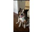 Adopt Stimpy a Tricolor (Tan/Brown & Black & White) Australian Shepherd / Mixed