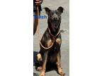 Adopt Hutch a Catahoula Leopard Dog / Mixed dog in Pine Bluff, AR (41307636)