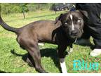Adopt Blue a American Pit Bull Terrier / Mixed dog in Pine Bluff, AR (41180363)