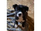 Adopt Lone Oak Litter-Liberty a Collie / Mixed Breed (Medium) / Mixed dog in