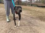 Adopt Blue (Buster) a American Staffordshire Terrier / Mixed dog in Augusta