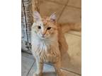 Adopt Redsey a Orange or Red Tabby Domestic Longhair / Mixed (long coat) cat in