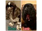 Adopt LUNA & BLAKE a Black Cocker Spaniel / Mixed dog in Flushing, NY (40950430)