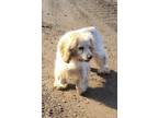 Adopt Sully a White - with Tan, Yellow or Fawn Cocker Spaniel / Mixed dog in