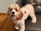 Adopt BUDDY a Cocker Spaniel / Mixed dog in Flushing, NY (41208048)