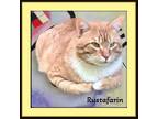 Adopt Rustafarin - Affectionate a Orange or Red Tabby Domestic Shorthair (short