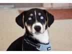 Adopt Sophie a Beagle / Husky / Mixed dog in West Union, OH (41202823)