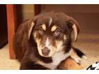 Adopt Moose Adoption Pending a Beagle / Husky / Mixed dog in West Union