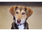 Adopt Remy a Beagle / Husky / Mixed dog in West Union, OH (41202821)