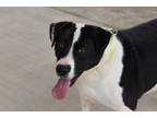 Adopt DeeDee a Beagle / Mixed dog in West Union, OH (38086522)