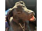 Adopt Cousin a Labrador Retriever / Mixed dog in Kettering, OH (41022827)