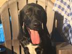 Adopt Hambone a Basset Hound / Labrador Retriever / Mixed dog in Salt Lake City