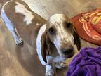 Adopt Rudy a Basset Hound / Mixed dog in Salt Lake City, UT (41313795)