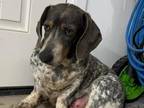 Adopt Little Mama a Basset Hound / Dachshund / Mixed dog in Salt Lake City
