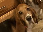 Adopt Daisy a Basset Hound / Mixed dog in Salt Lake City, UT (41322664)