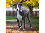Adopt Skeeter a American Pit Bull Terrier / Mixed Breed (Medium) / Mixed dog in
