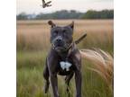 Adopt Zilla a American Pit Bull Terrier / Mixed dog in Sebastian, FL (40967673)