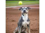 Adopt Penny a Weimaraner / Mixed Breed (Medium) / Mixed dog in Sebastian