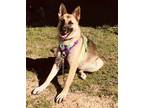 Adopt Ilsa a Tan/Yellow/Fawn - with Black German Shepherd Dog / Mixed dog in