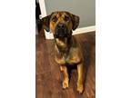 Adopt Sharon a American Staffordshire Terrier / Rottweiler / Mixed dog in