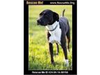 Adopt Molly a Black - with White Labrador Retriever / American Staffordshire