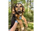 Adopt Karly (K Twins) a Black - with Tan, Yellow or Fawn Basset Hound dog in