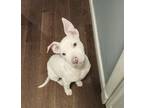 Adopt Bud (Daisy's Litter) a White American Staffordshire Terrier / Labrador