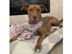 Adopt Lace a Red/Golden/Orange/Chestnut American Pit Bull Terrier / Mixed Breed