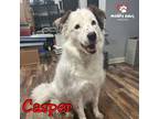 Adopt Casper (Courtesy Post) a Tricolor (Tan/Brown & Black & White) Blue Heeler