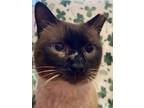 Adopt 6660 Frank a Spotted Tabby/Leopard Spotted Domestic Shorthair (short coat)