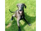 Adopt Cletus - AVAILABLE a Great Dane / Labrador Retriever dog in Seattle