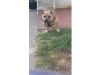 Adopt Mr.Beefy a Tan/Yellow/Fawn American Staffordshire Terrier / Bull Terrier /