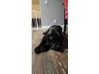 Adopt Ladybird a Black Mastiff / Mixed dog in Corona, CA (41334211)