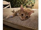 Adopt Sir Gingersnap a Orange or Red Tabby Domestic Shorthair (short coat) cat