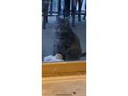 Adopt Honey a Brown Tabby Domestic Shorthair / Mixed (short coat) cat in Grant