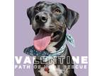 Adopt Valentine a Black Labrador Retriever / Catahoula Leopard Dog dog in