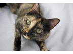 Adopt Jack Pretty Tortie Girl a Tortoiseshell American Shorthair (short coat)