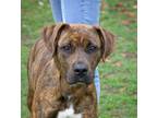 Adopt Rivka a Boxer / Pit Bull Terrier / Mixed dog in Versailles, KY (40127346)