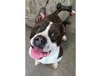 Adopt Adam Sandler a Pit Bull Terrier / Mixed dog in Versailles, KY (41006499)